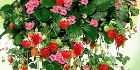 Kako posaditi jagode u jesen